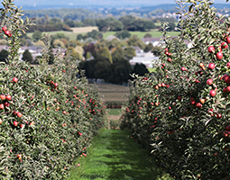 Horticultural Development