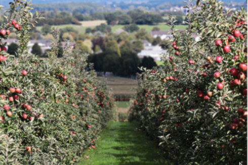 400 fruit trees planted on 1.25 acres for new semi-commercial heritage orchard project within the Harrogate District